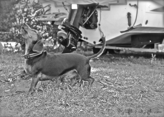 Otis dachshund beagle mix 4
