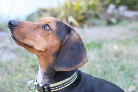 Otis dachshund beagle mix 6
