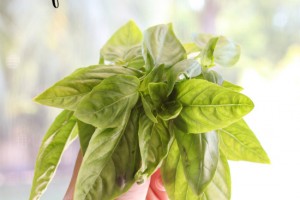 how to preserve your fresh basil