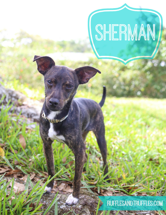 Sherman chihuahua mix