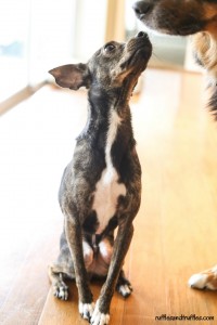 Happy Gotcha Day, Sherman!