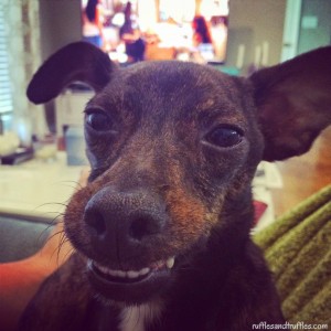 Happy Gotcha Day, Sherman!