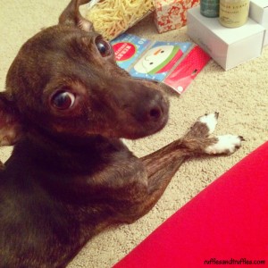 Happy Gotcha Day, Sherman!