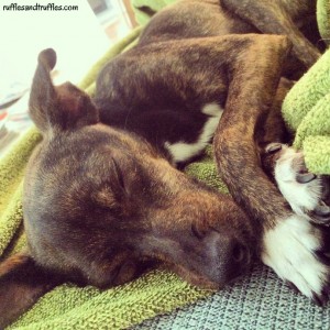 Happy Gotcha Day, Sherman!