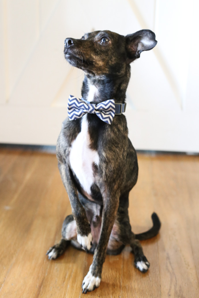 No-Sew Dog Bow Tie Collar Slide