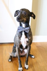 No-Sew Dog Bow Tie Collar Slide